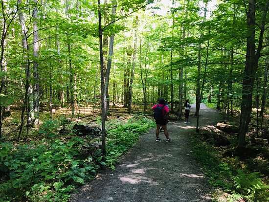 woodland walk